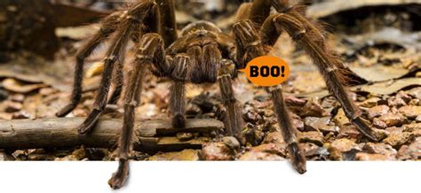 Scary Bugs & Creepy Insects From Around the World .